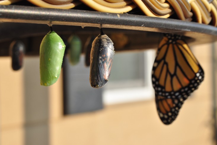 butterfly chrysalis